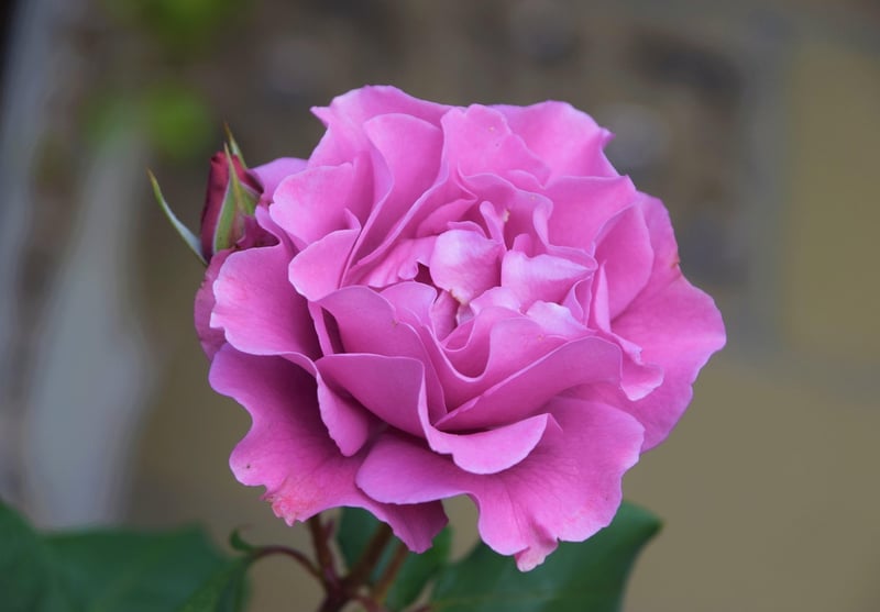 Magical Botany